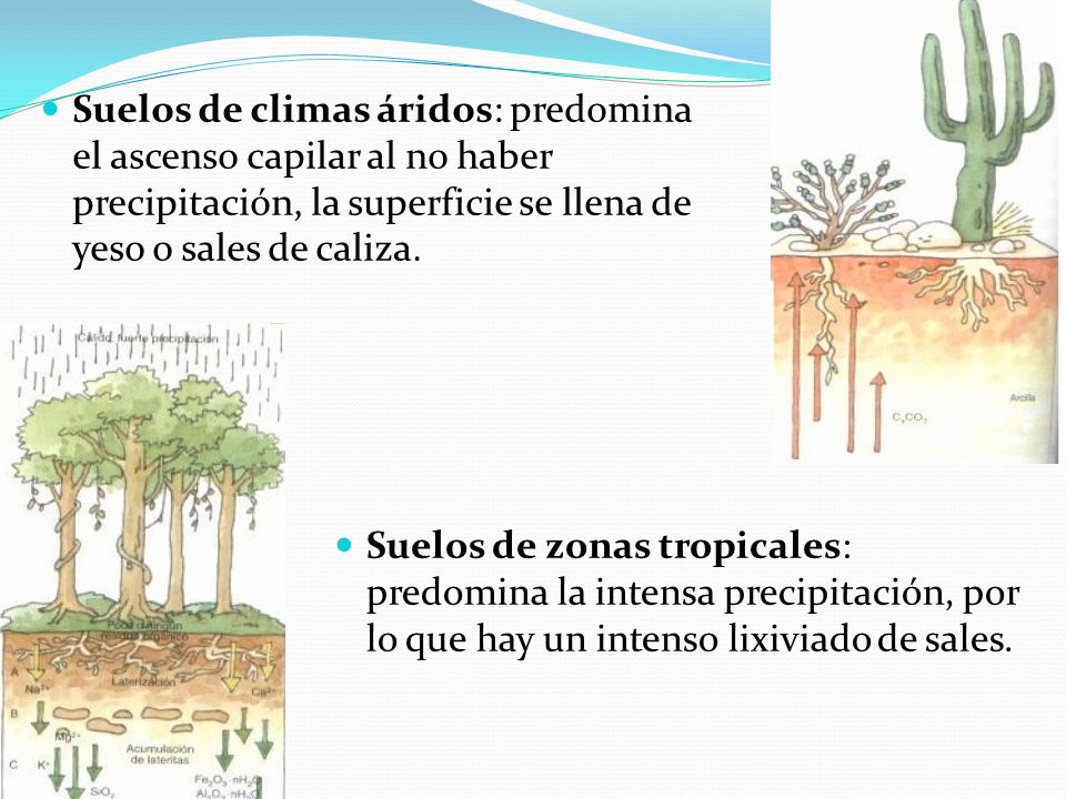 Suelos de climas áridos: predomina el ascenso capilar al no haber precipitación, la superficie se llena de yeso o sales de caliza.