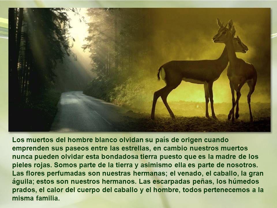 Los muertos del hombre blanco olvidan su país de origen cuando emprenden sus paseos entre las estrellas, en cambio nuestros muertos nunca pueden olvidar esta bondadosa tierra puesto que es la madre de los pieles rojas.