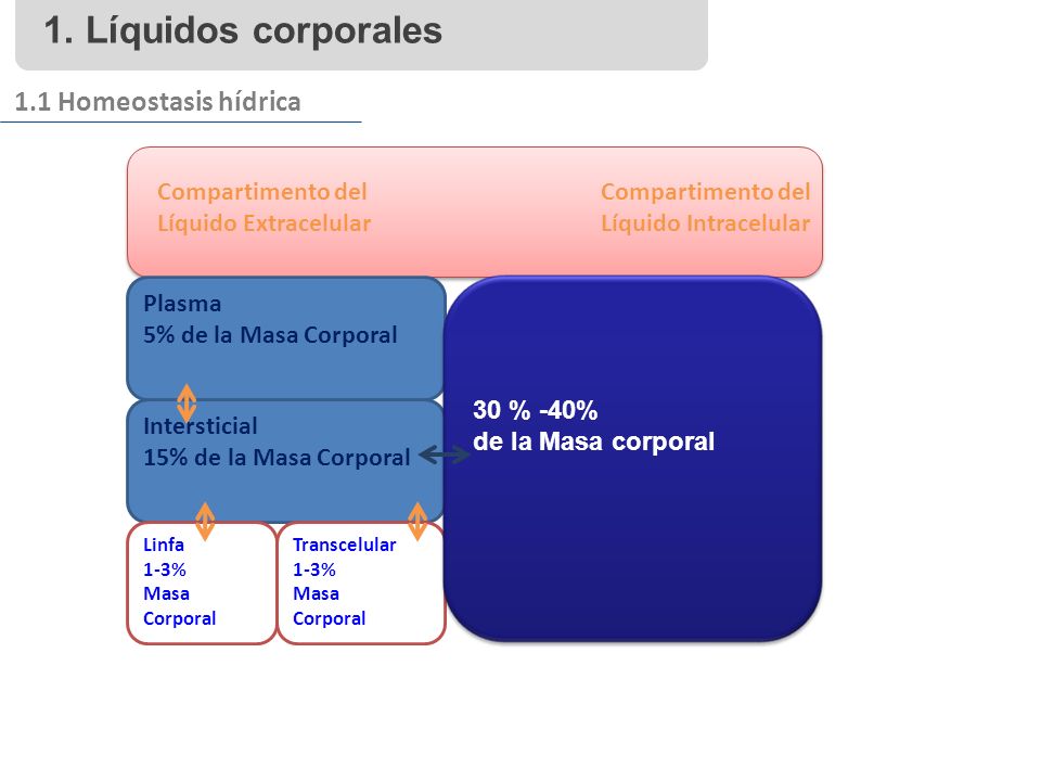 1. Líquidos corporales 1.1 Homeostasis hídrica