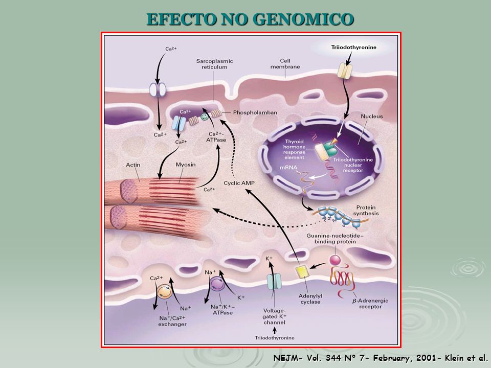 EFECTO NO GENOMICO NEJM- Vol. 344 N° 7- February, Klein et al.