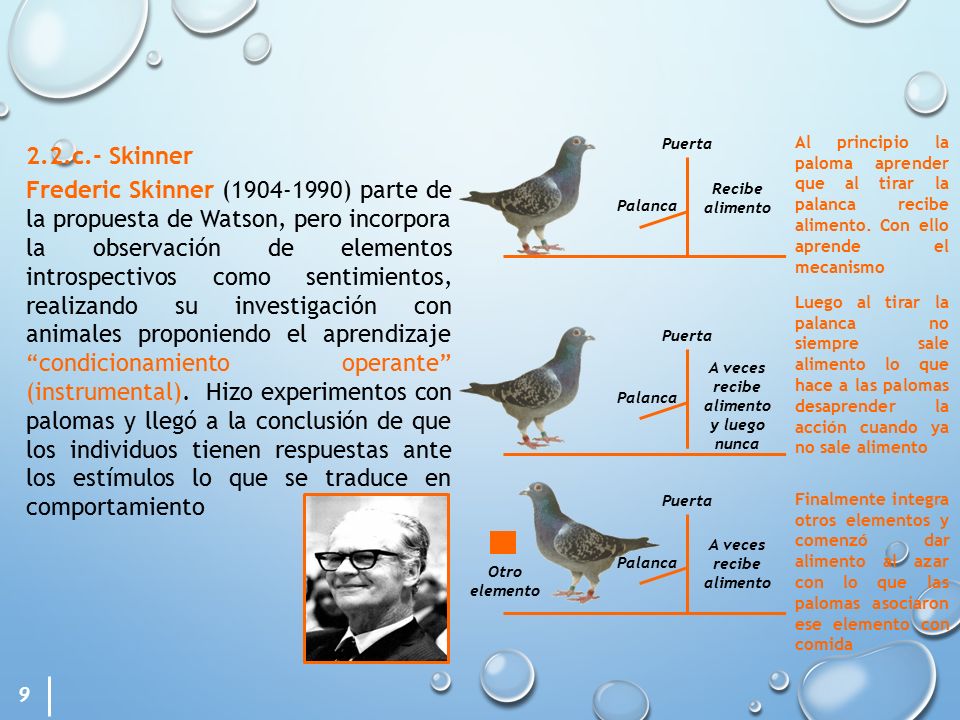 A veces recibe alimento y luego nunca A veces recibe alimento