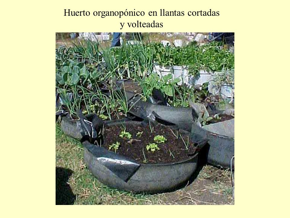 Huerto organopónico en llantas cortadas y volteadas