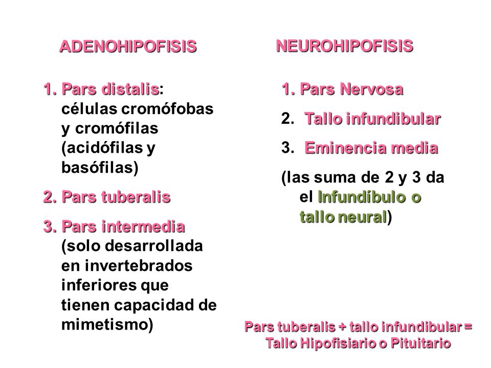 Pars tuberalis + tallo infundibular = Tallo Hipofisiario o Pituitario