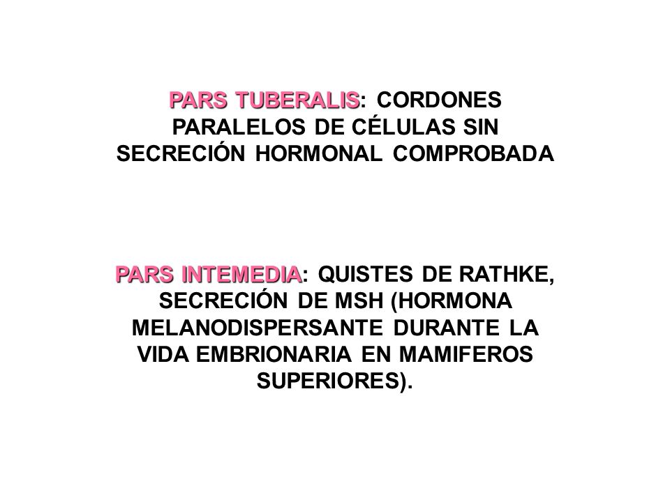 PARS TUBERALIS: CORDONES PARALELOS DE CÉLULAS SIN SECRECIÓN HORMONAL COMPROBADA