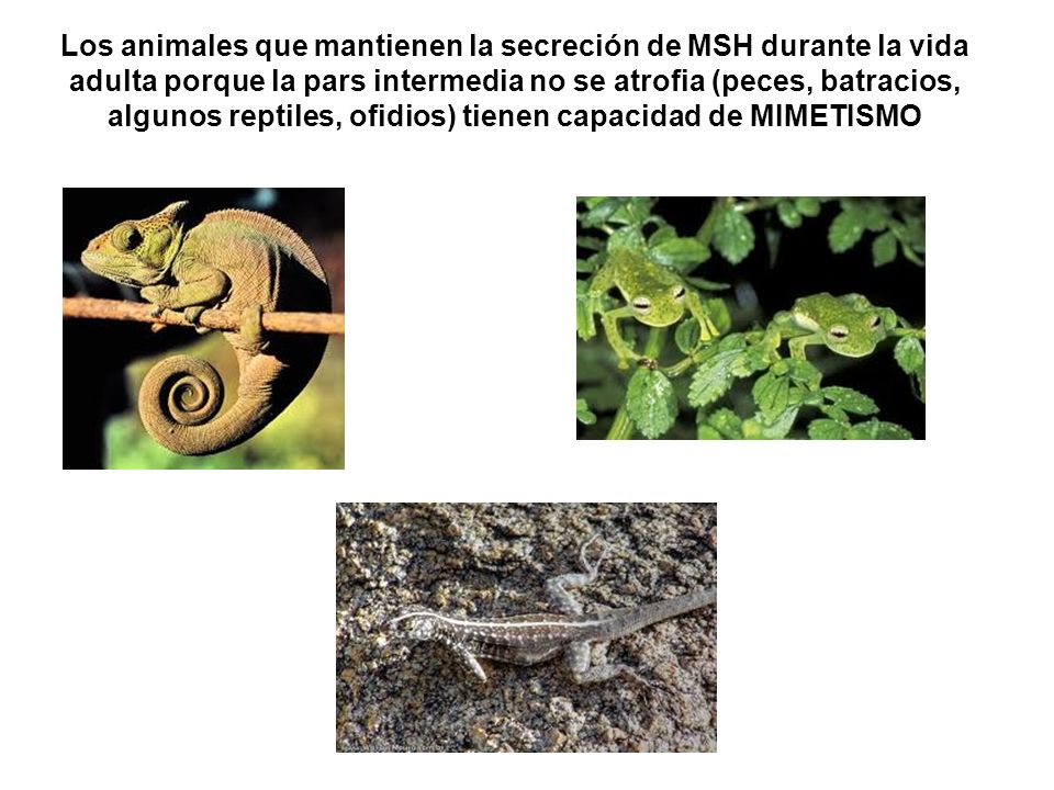 Los animales que mantienen la secreción de MSH durante la vida adulta porque la pars intermedia no se atrofia (peces, batracios, algunos reptiles, ofidios) tienen capacidad de MIMETISMO
