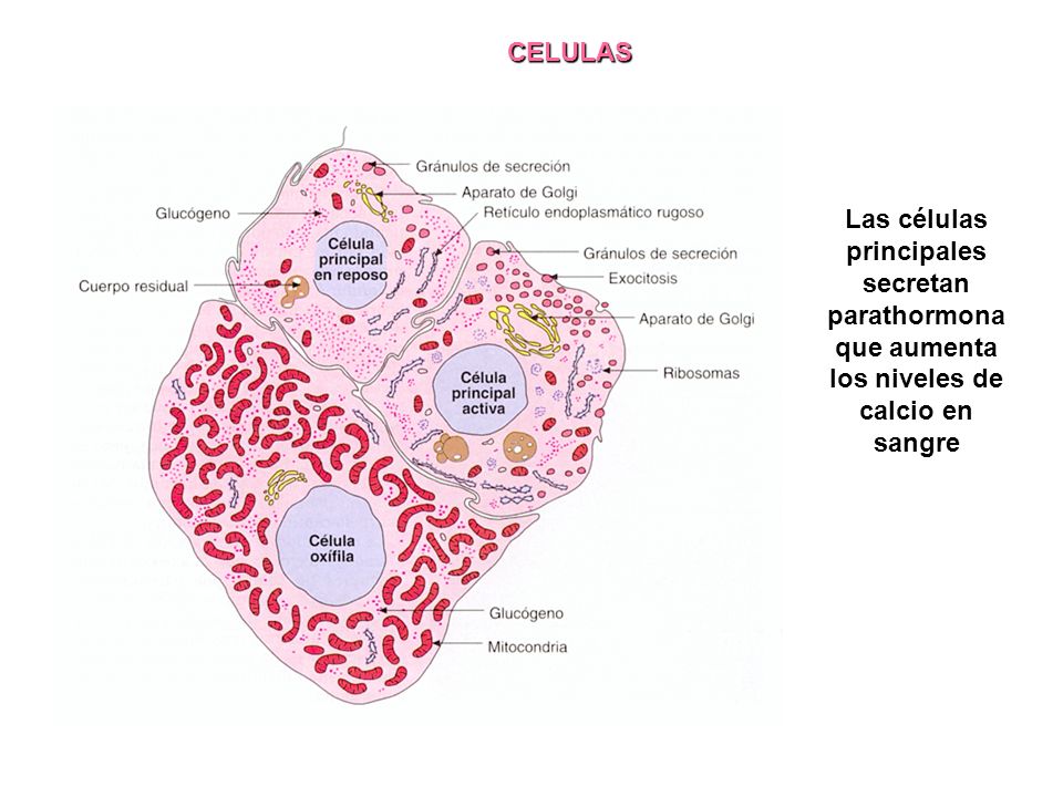 CELULAS Las células principales secretan parathormona que aumenta los niveles de calcio en sangre