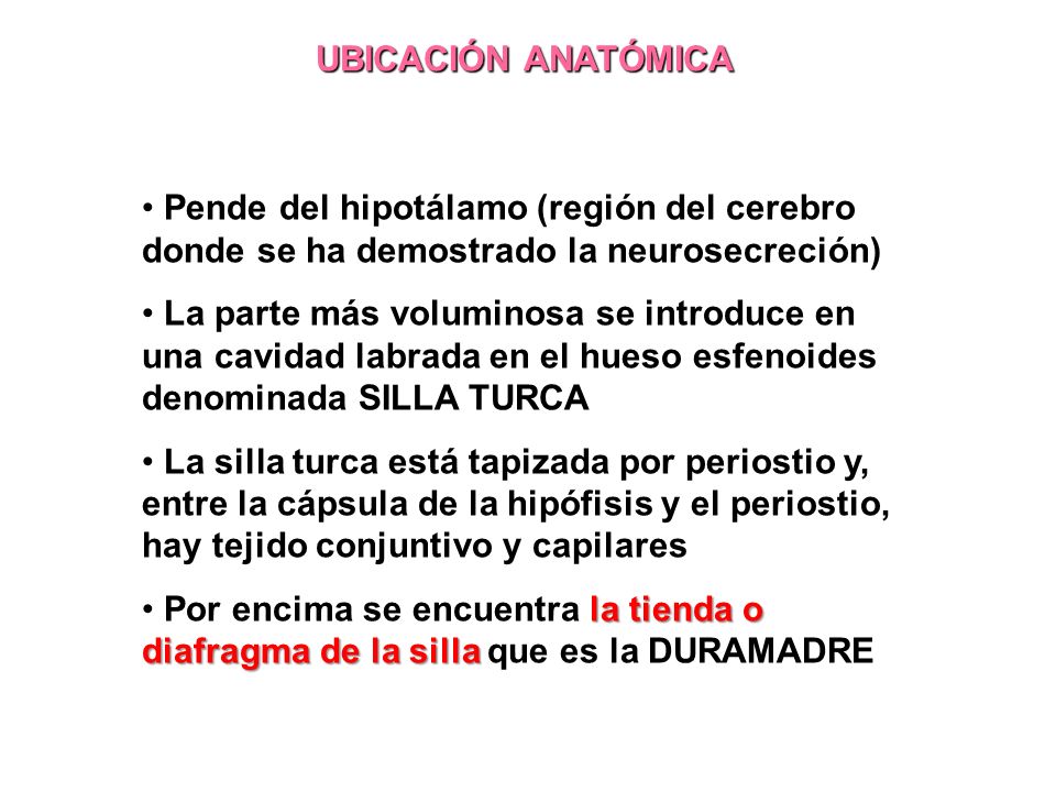 UBICACIÓN ANATÓMICA Pende del hipotálamo (región del cerebro donde se ha demostrado la neurosecreción)