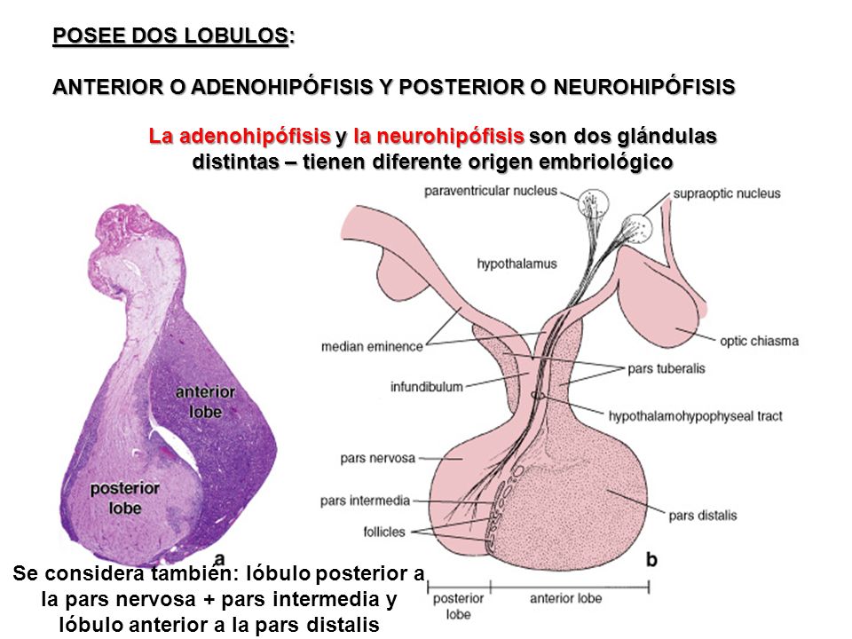 POSEE DOS LOBULOS: ANTERIOR O ADENOHIPÓFISIS Y POSTERIOR O NEUROHIPÓFISIS.