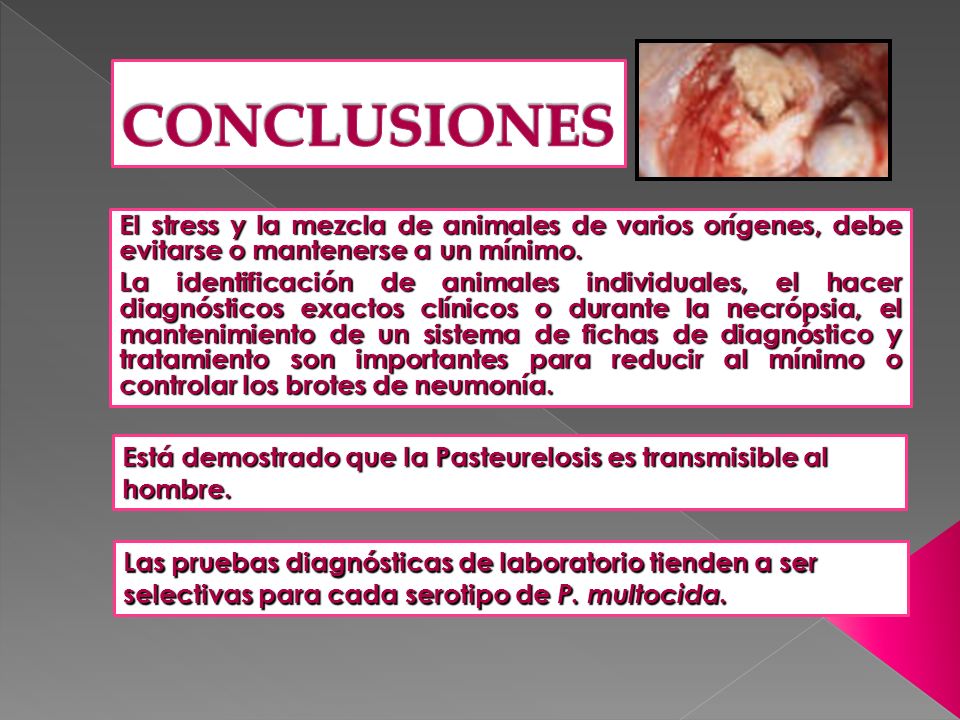 CONCLUSIONES El stress y la mezcla de animales de varios orígenes, debe evitarse o mantenerse a un mínimo.