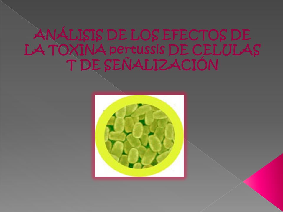 ANÁLISIS DE LOS EFECTOS DE LA TOXINA pertussis DE CELULAS T DE SEÑALIZACIÓN
