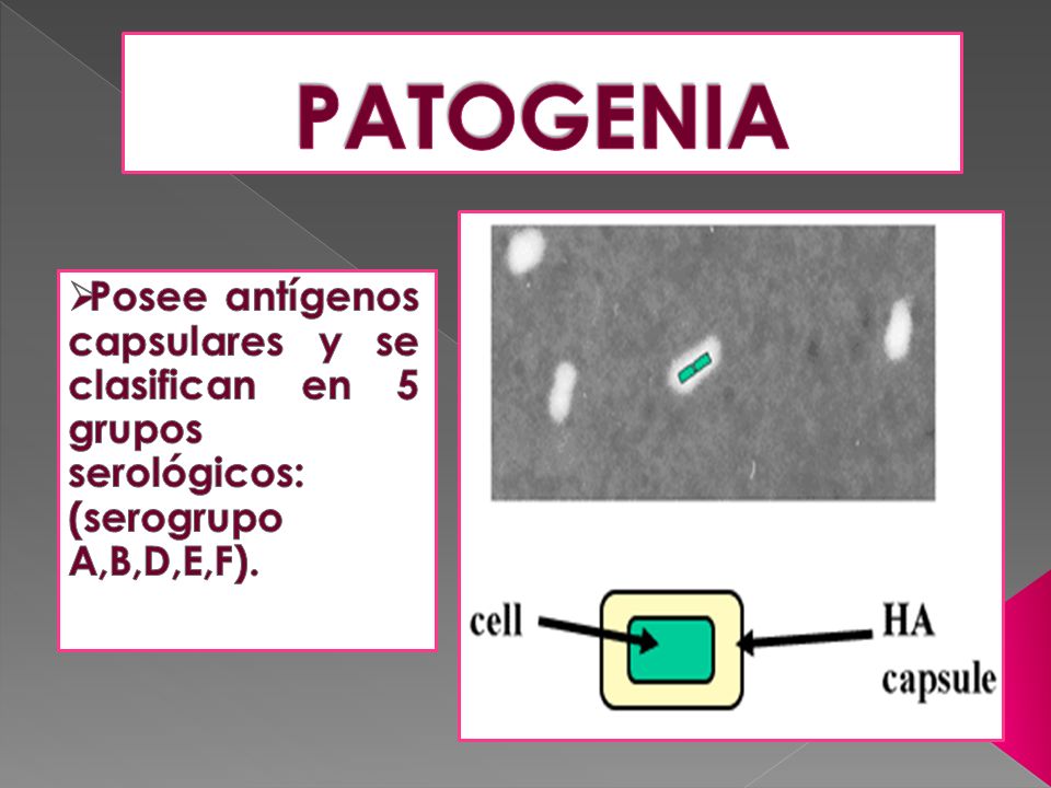 PATOGENIA Posee antígenos capsulares y se clasifican en 5 grupos serológicos: (serogrupo A,B,D,E,F).