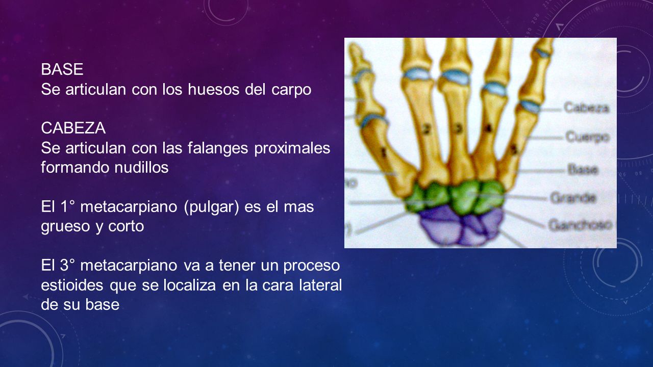 BASE Se articulan con los huesos del carpo. CABEZA. Se articulan con las falanges proximales formando nudillos.