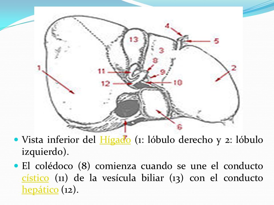 Vista inferior del Hígado (1: lóbulo derecho y 2: lóbulo izquierdo).
