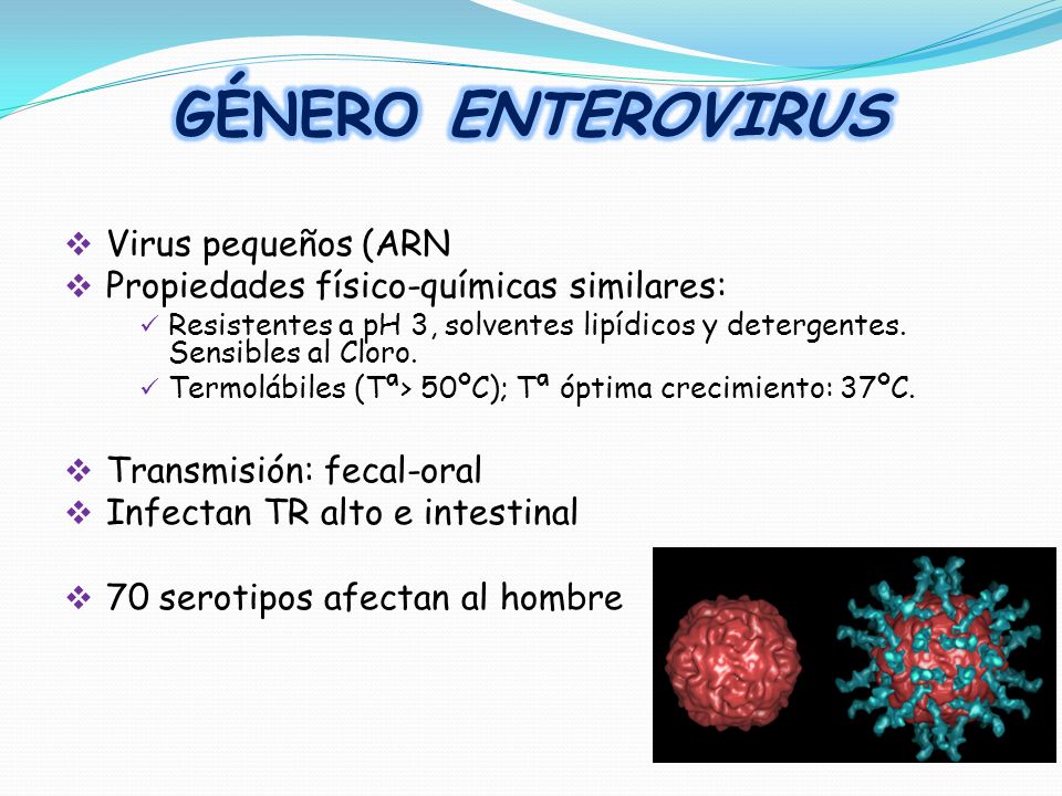 GÉNERO ENTEROVIRUS Virus pequeños (ARN