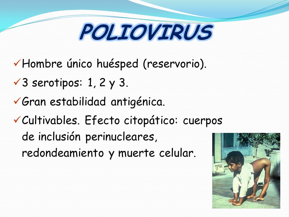 POLIOVIRUS Hombre único huésped (reservorio). 3 serotipos: 1, 2 y 3.