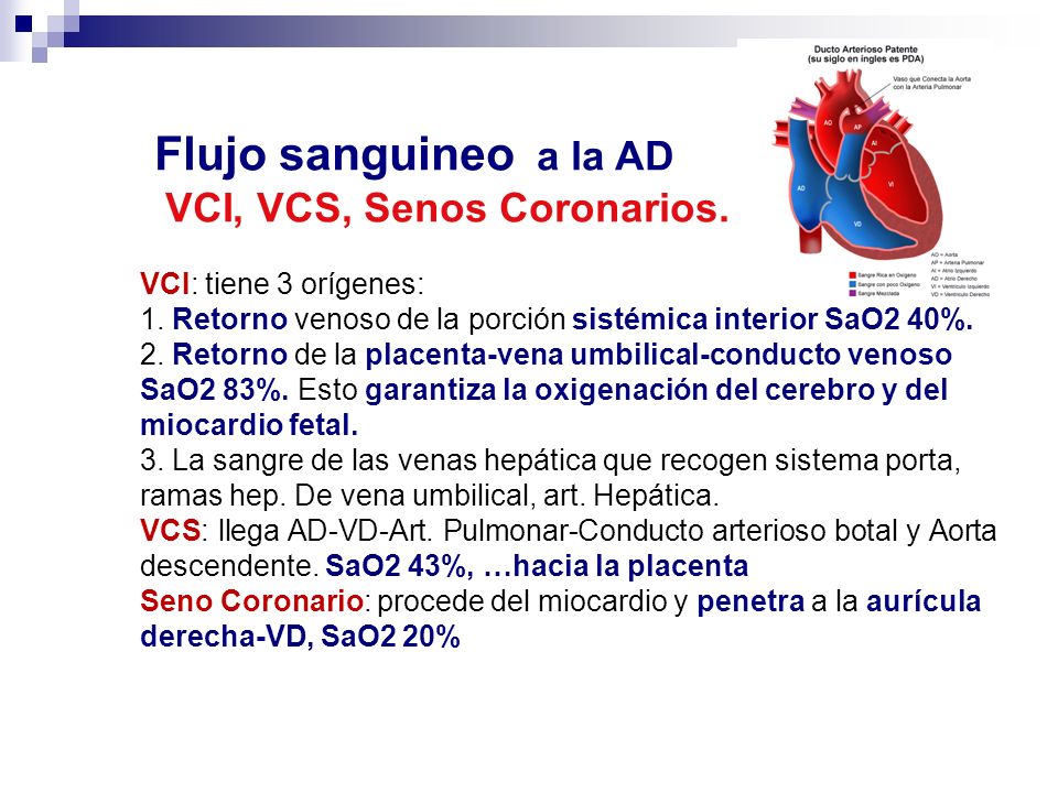 Flujo sanguineo a la AD VCI, VCS, Senos Coronarios.