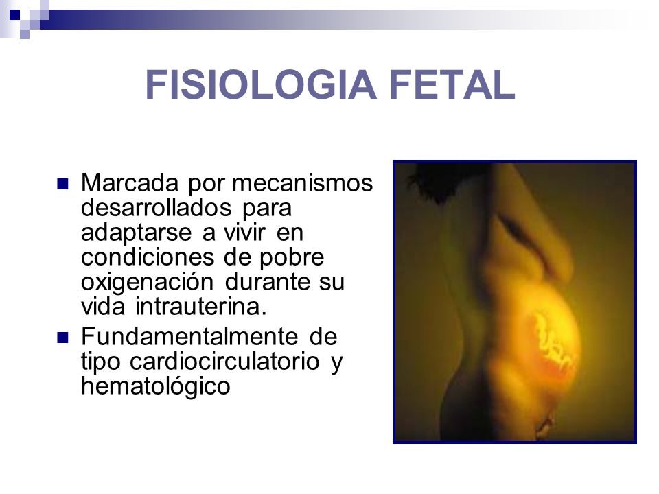 FISIOLOGIA FETAL Marcada por mecanismos desarrollados para adaptarse a vivir en condiciones de pobre oxigenación durante su vida intrauterina.