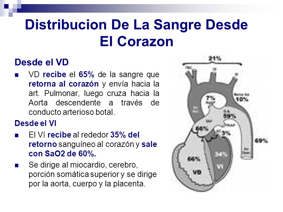 Distribucion De La Sangre Desde El Corazon