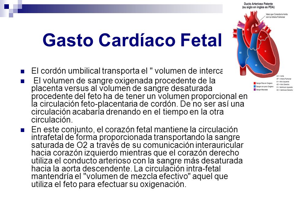 Gasto Cardíaco Fetal El cordón umbilical transporta el volumen de intercambio .