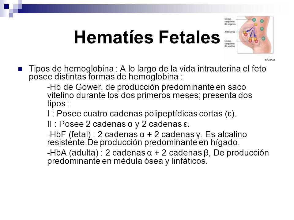 Hematíes Fetales Tipos de hemoglobina : A lo largo de la vida intrauterina el feto posee distintas formas de hemoglobina :