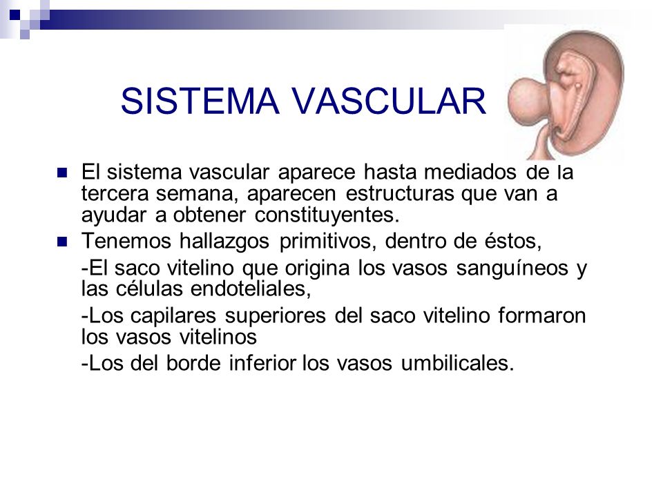 SISTEMA VASCULAR El sistema vascular aparece hasta mediados de la tercera semana, aparecen estructuras que van a ayudar a obtener constituyentes.