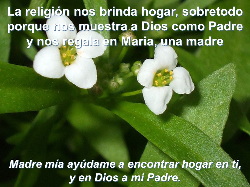 Madre mía ayúdame a encontrar hogar en ti, y en Dios a mi Padre.