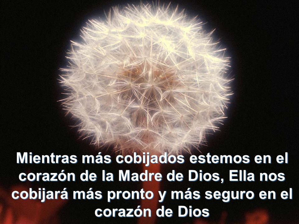 Mientras más cobijados estemos en el corazón de la Madre de Dios, Ella nos cobijará más pronto y más seguro en el corazón de Dios
