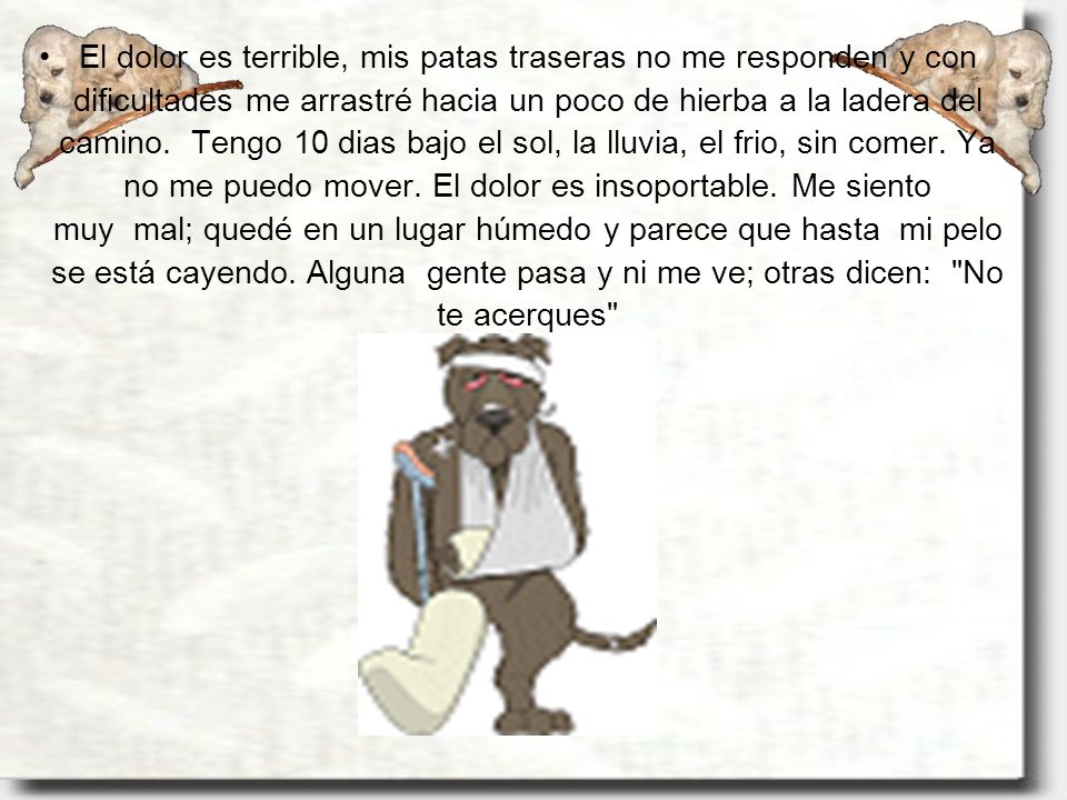 El dolor es terrible, mis patas traseras no me responden y con dificultades me arrastré hacia un poco de hierba a la ladera del camino. Tengo 10 dias bajo el sol, la lluvia, el frio, sin comer.
