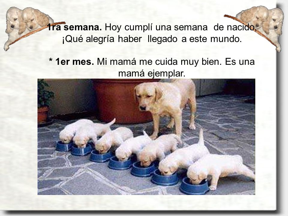 1ra semana. Hoy cumplí una semana de nacido, ¡Qué alegría haber llegado a este mundo.