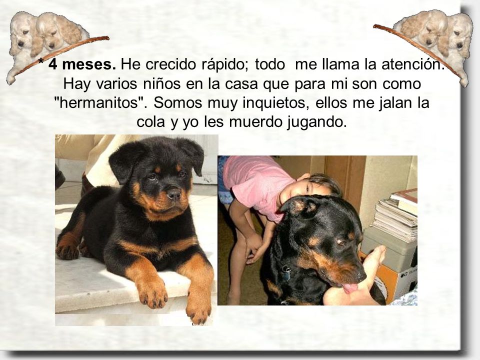 4 meses. He crecido rápido; todo me llama la atención