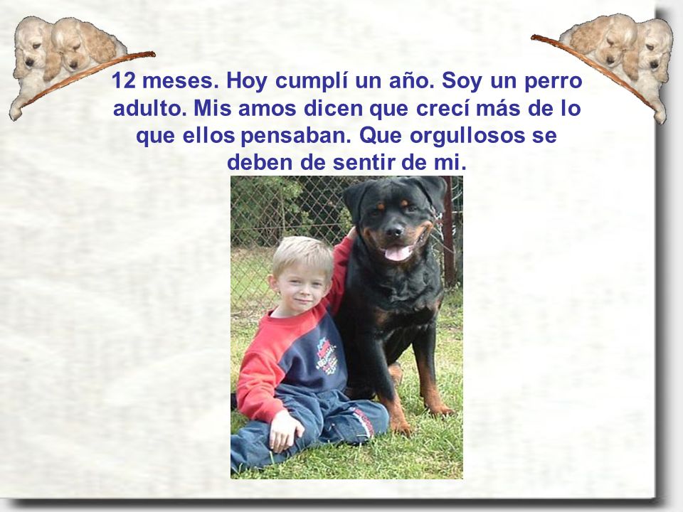 12 meses. Hoy cumplí un año. Soy un perro adulto