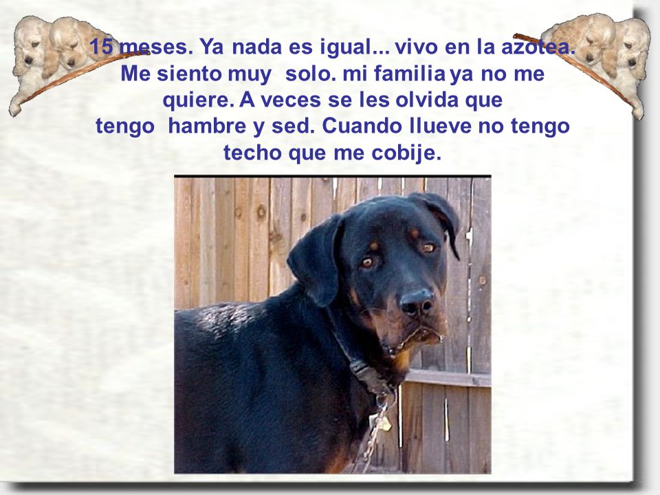 15 meses. Ya nada es igual. vivo en la azotea. Me siento muy solo