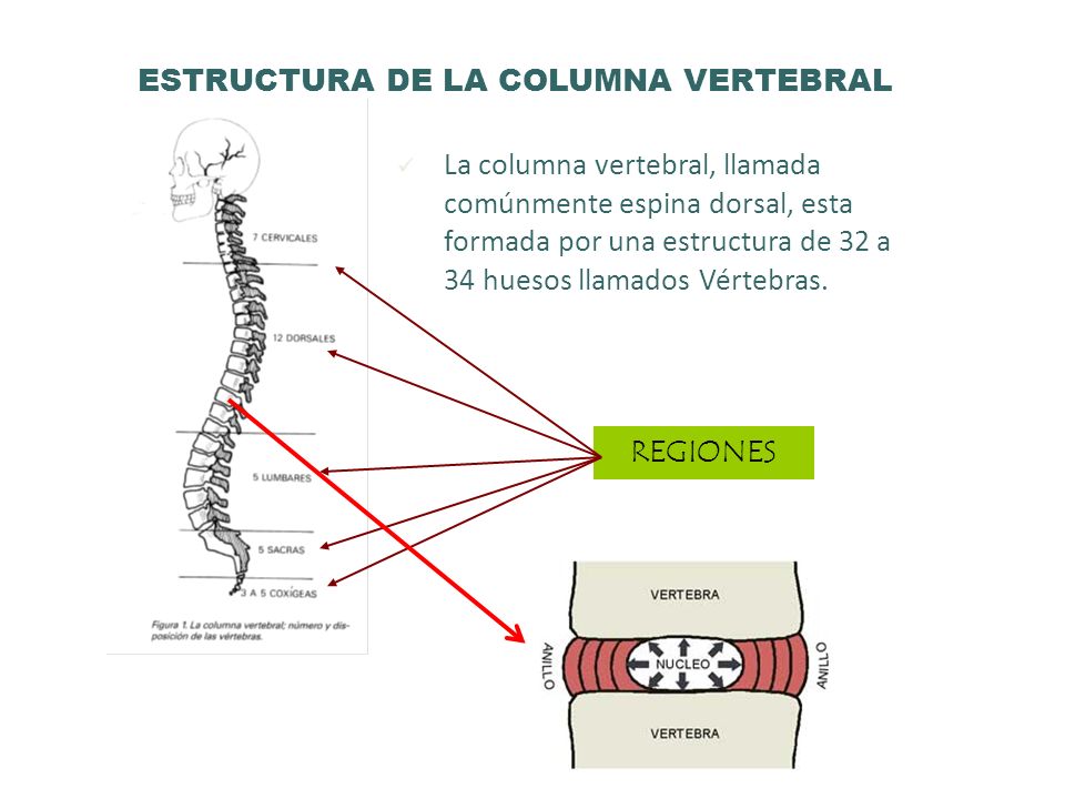 ESTRUCTURA DE LA COLUMNA VERTEBRAL
