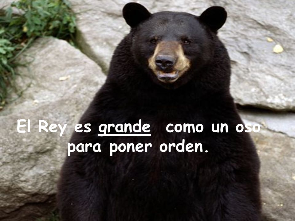 El Rey es grande como un oso para poner orden.