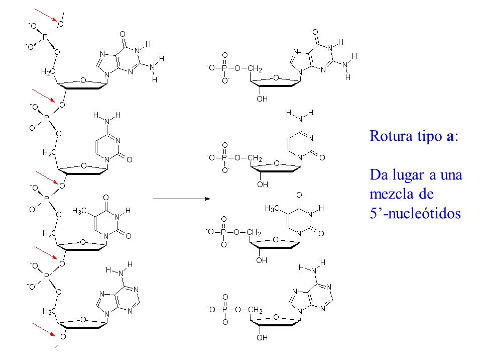 Rotura tipo a: Da lugar a una mezcla de 5’-nucleótidos