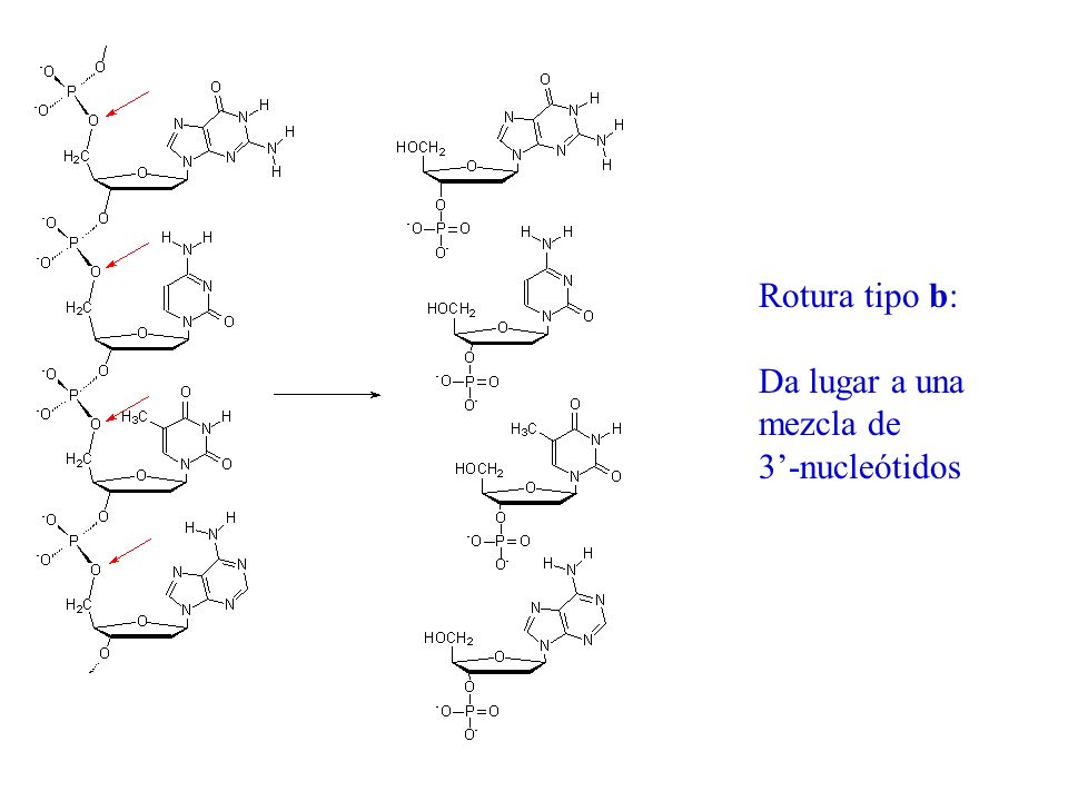 Rotura tipo b: Da lugar a una mezcla de 3’-nucleótidos