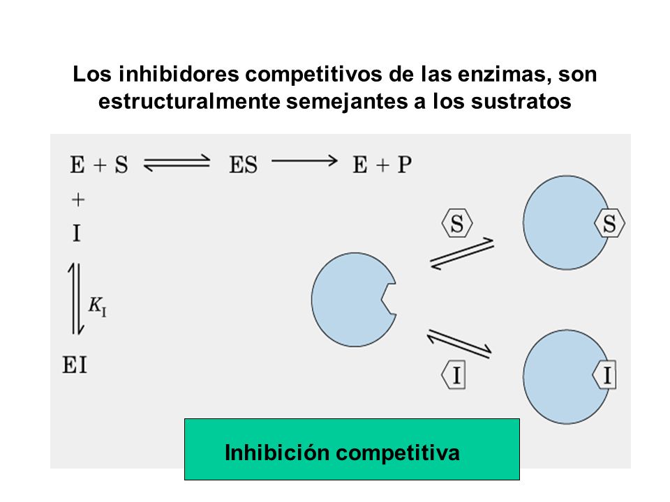 Los inhibidores competitivos de las enzimas, son estructuralmente semejantes a los sustratos