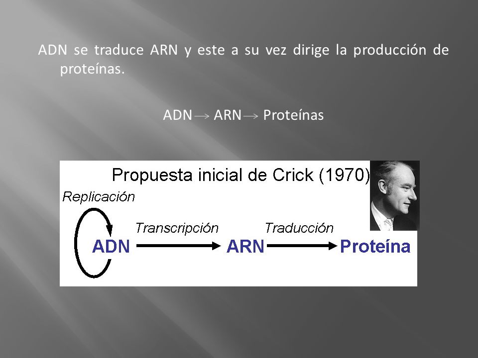 ADN se traduce ARN y este a su vez dirige la producción de proteínas