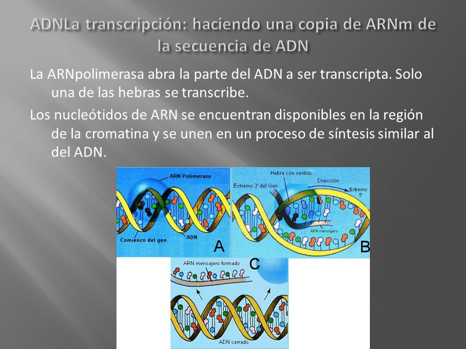 ADNLa transcripción: haciendo una copia de ARNm de la secuencia de ADN
