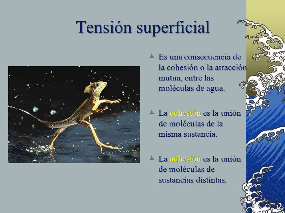 Tensión superficial Es una consecuencia de la cohesión o la atracción mutua, entre las moléculas de agua.