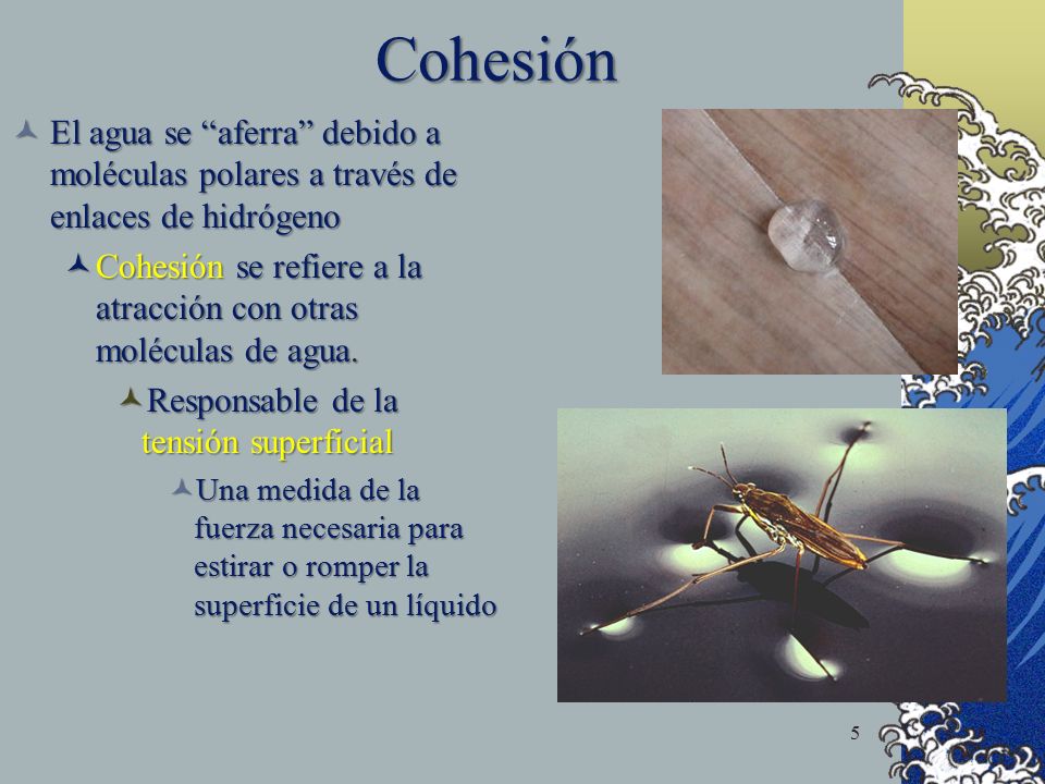 Cohesión El agua se aferra debido a moléculas polares a través de enlaces de hidrógeno.