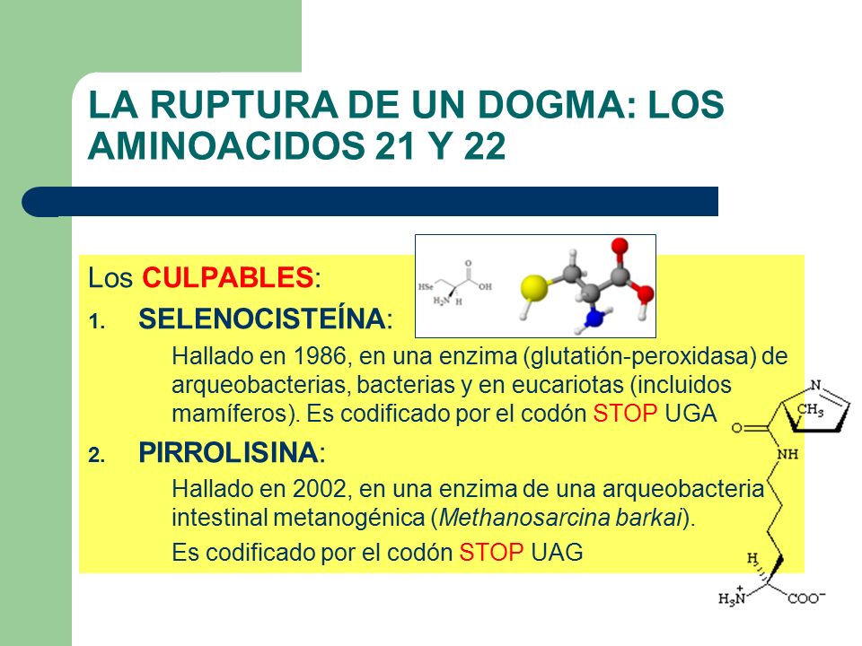LA RUPTURA DE UN DOGMA: LOS AMINOACIDOS 21 Y 22