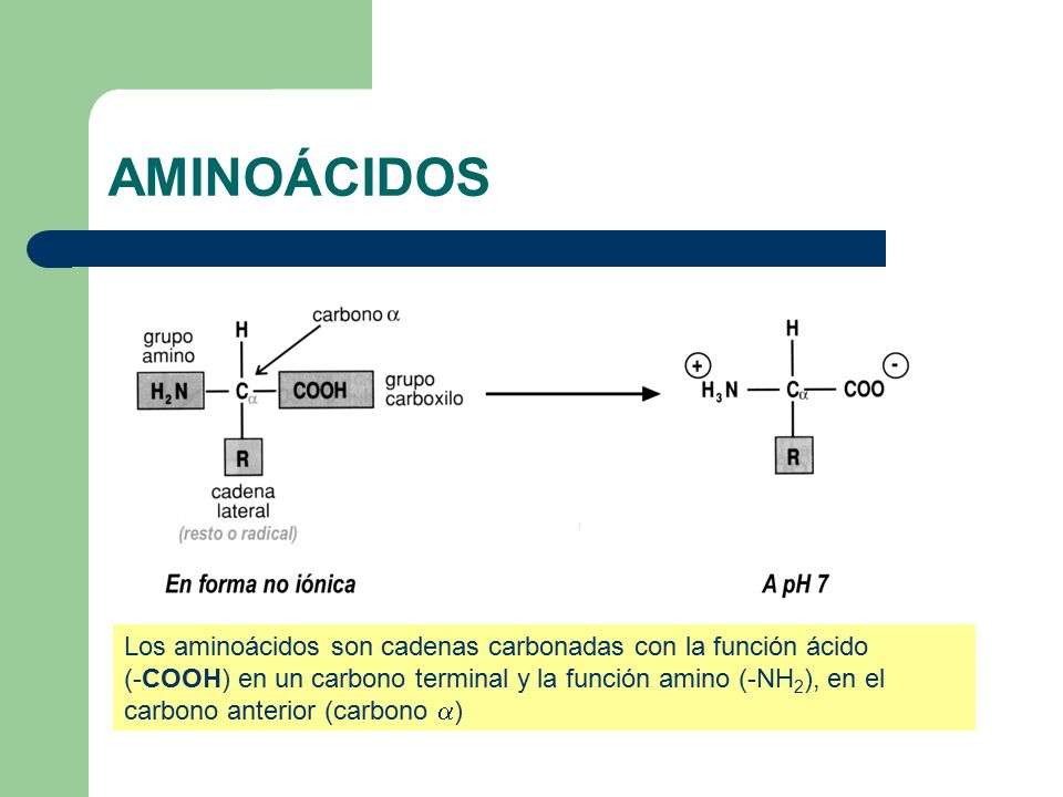 AMINOÁCIDOS Los aminoácidos son cadenas carbonadas con la función ácido.