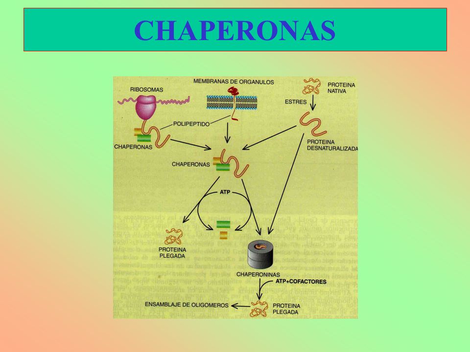 CHAPERONAS