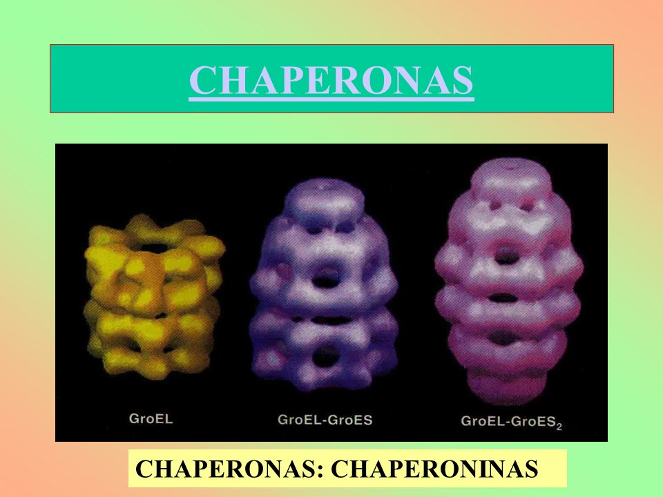 CHAPERONAS CHAPERONAS: CHAPERONINAS