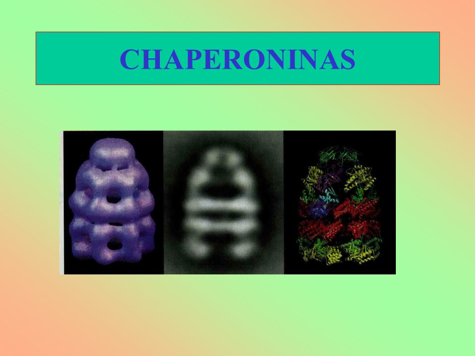 CHAPERONINAS