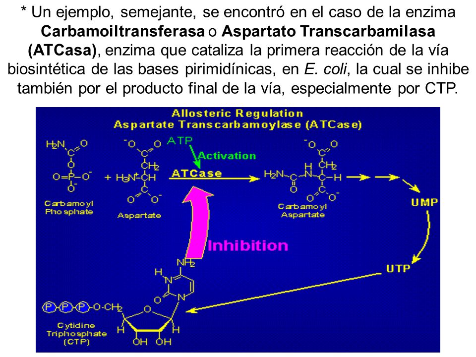 * Un ejemplo, semejante, se encontró en el caso de la enzima Carbamoiltransferasa o Aspartato Transcarbamilasa (ATCasa), enzima que cataliza la primera reacción de la vía biosintética de las bases pirimidínicas, en E.