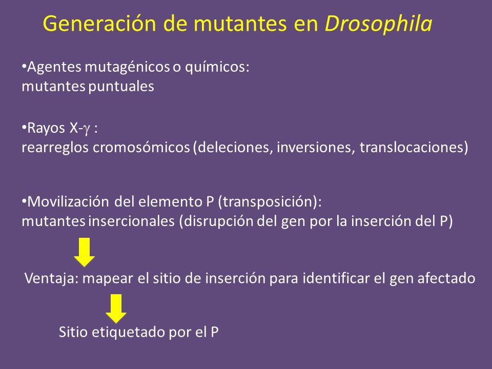 Generación de mutantes en Drosophila