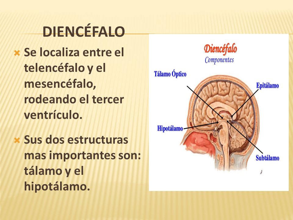 DIENCÉFALO Se localiza entre el telencéfalo y el mesencéfalo, rodeando el tercer ventrículo.