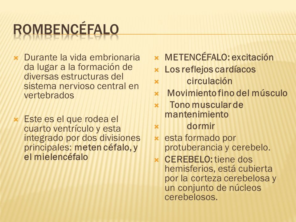 ROMBENCÉFALO Durante la vida embrionaria da lugar a la formación de diversas estructuras del sistema nervioso central en vertebrados.